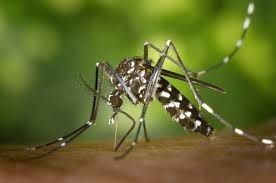 Mosquito Treatments